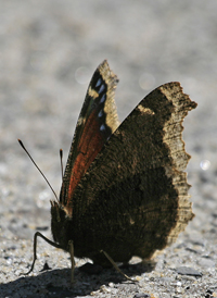 Mourning Cloak